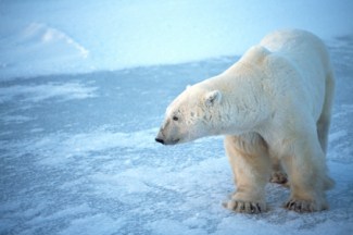 Don't let your business go the way of the polar bear