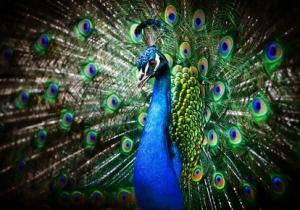 Beautiful peacock