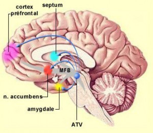 Nucleus Accumbens