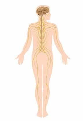 Diagram of the human nervous system