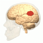 Anatomical diagram of brain