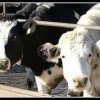 What can YOU connect to the Internet? diary cows