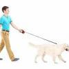 Go for a walk before writing a blog post Full length portrait of a young man walking a dog, isolated on white background