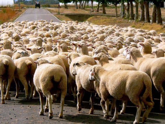 Social media bias is like following sheep